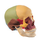 Qs83 Anatomical Chart Company Color Coded Disarticulated Skull