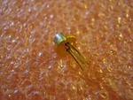 L980P100 Laser Diode From Thor Labs. Fixed Price $119.99.